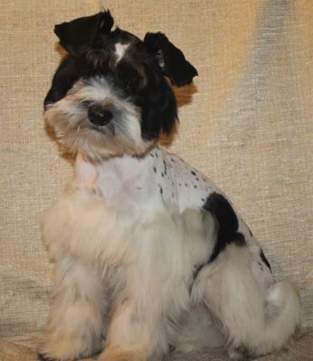 MIS ERIS
AKC
Black and White 
Weight 12 pounds
Not for sale
